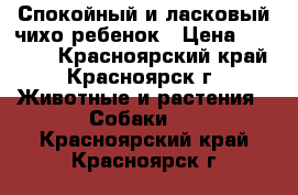 Спокойный и ласковый чихо-ребенок › Цена ­ 13 000 - Красноярский край, Красноярск г. Животные и растения » Собаки   . Красноярский край,Красноярск г.